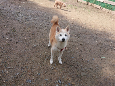 f:id:roukenhome-ann:20190816145542j:plain