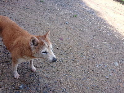 f:id:roukenhome-ann:20190816145554j:plain