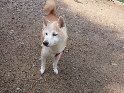 f:id:roukenhome-ann:20190816150251j:plain