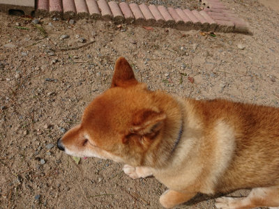 f:id:roukenhome-ann:20190816171601j:plain