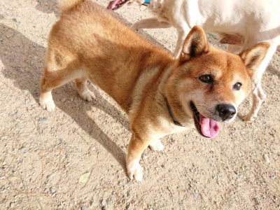 f:id:roukenhome-ann:20190816171926j:plain