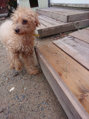 f:id:roukenhome-ann:20190816172056j:plain