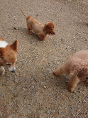 f:id:roukenhome-ann:20190816175609j:plain