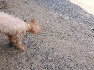 f:id:roukenhome-ann:20190816175751j:plain