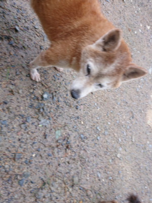 f:id:roukenhome-ann:20190816175818j:plain