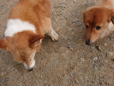 f:id:roukenhome-ann:20190816181317j:plain