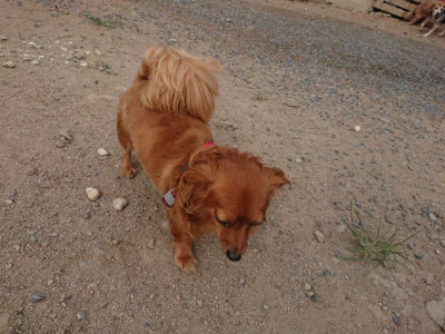 f:id:roukenhome-ann:20190816181536j:plain