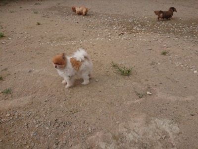 f:id:roukenhome-ann:20190816181616j:plain