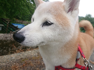 f:id:roukenhome-ann:20190816181952j:plain