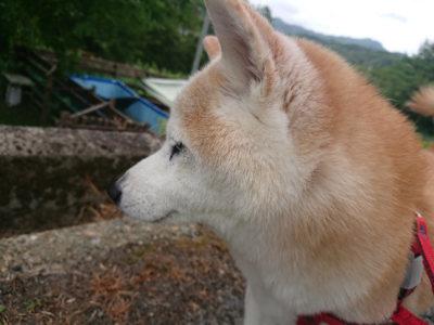 f:id:roukenhome-ann:20190816182003j:plain