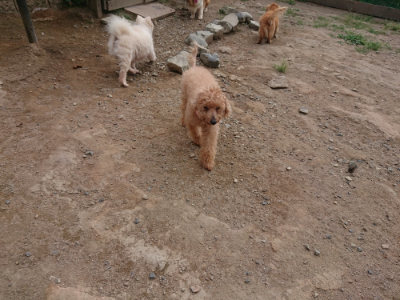 f:id:roukenhome-ann:20190816182010j:plain