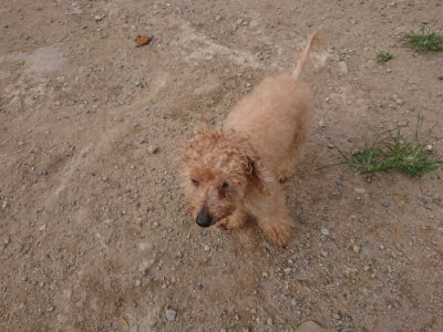 f:id:roukenhome-ann:20190816182233j:plain