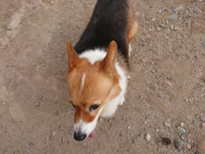 f:id:roukenhome-ann:20190816182308j:plain