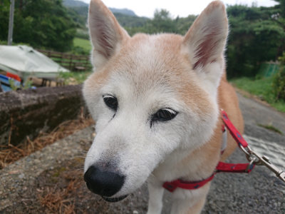 f:id:roukenhome-ann:20190816182735j:plain
