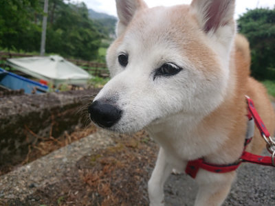 f:id:roukenhome-ann:20190816182741j:plain