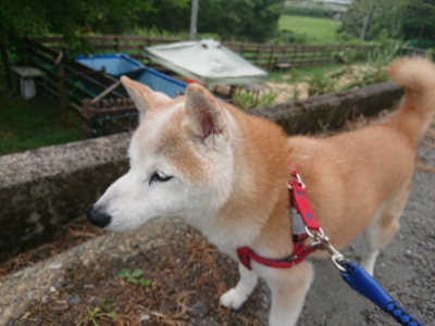 f:id:roukenhome-ann:20190816182749j:plain