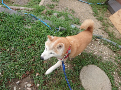 f:id:roukenhome-ann:20190816182759j:plain