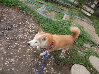 f:id:roukenhome-ann:20190816182806j:plain
