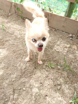 f:id:roukenhome-ann:20190816182831j:plain