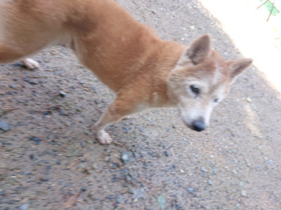 f:id:roukenhome-ann:20190816184716j:plain