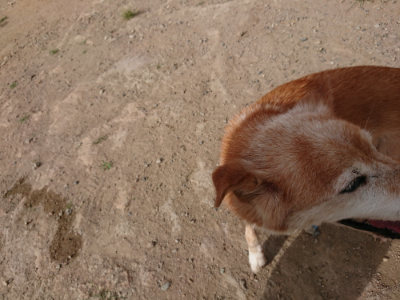 f:id:roukenhome-ann:20190816190056j:plain