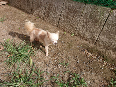 f:id:roukenhome-ann:20190816190454j:plain