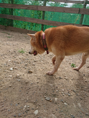 f:id:roukenhome-ann:20190816190650j:plain