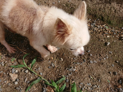 f:id:roukenhome-ann:20190816190751j:plain