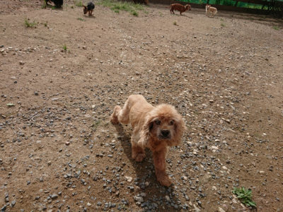 f:id:roukenhome-ann:20190816191239j:plain