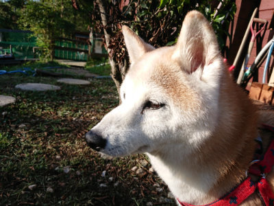 f:id:roukenhome-ann:20190817084754j:plain f:id:roukenhome-ann:20190817084754j:plain