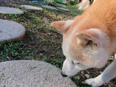 f:id:roukenhome-ann:20190817084812j:plain f:id:roukenhome-ann:20190817084812j:plain