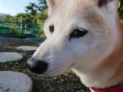 f:id:roukenhome-ann:20190817084824j:plain f:id:roukenhome-ann:20190817084824j:plain