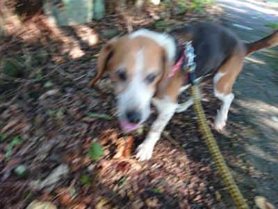 f:id:roukenhome-ann:20190817084840j:plain f:id:roukenhome-ann:20190817084840j:plain