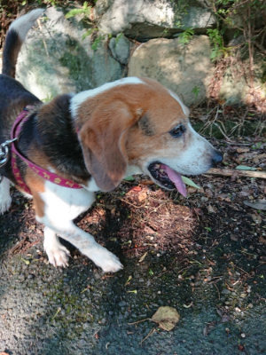 f:id:roukenhome-ann:20190817084850j:plain f:id:roukenhome-ann:20190817084850j:plain