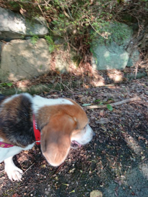 f:id:roukenhome-ann:20190817084853j:plain f:id:roukenhome-ann:20190817084853j:plain