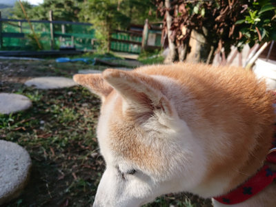 f:id:roukenhome-ann:20190817084905j:plain f:id:roukenhome-ann:20190817084905j:plain