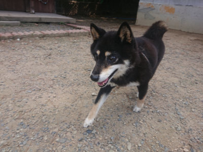 f:id:roukenhome-ann:20190817184224j:plain f:id:roukenhome-ann:20190817184224j:plain