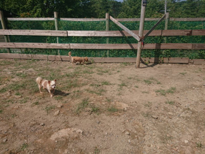 f:id:roukenhome-ann:20190817184447j:plain f:id:roukenhome-ann:20190817184447j:plain