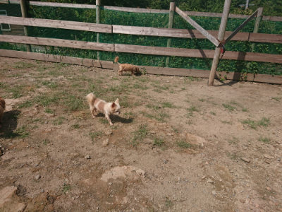 f:id:roukenhome-ann:20190817184516j:plain f:id:roukenhome-ann:20190817184516j:plain