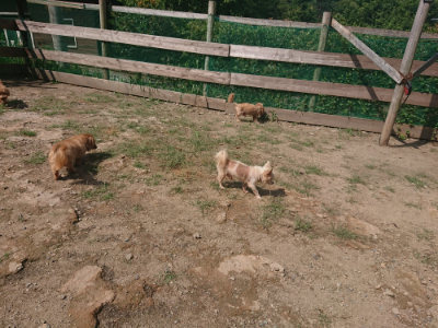 f:id:roukenhome-ann:20190817184523j:plain f:id:roukenhome-ann:20190817184523j:plain