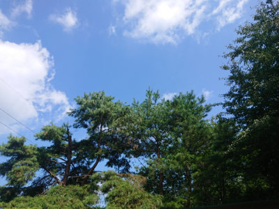 f:id:roukenhome-ann:20190817184628j:plain f:id:roukenhome-ann:20190817184628j:plain
