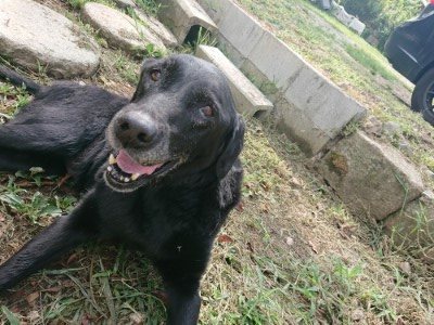 f:id:roukenhome-ann:20190817184652j:plain f:id:roukenhome-ann:20190817184652j:plain