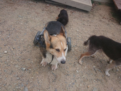f:id:roukenhome-ann:20190817184901j:plain f:id:roukenhome-ann:20190817184901j:plain
