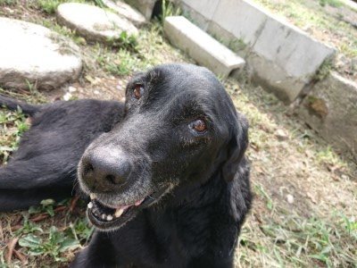 f:id:roukenhome-ann:20190817184906j:plain f:id:roukenhome-ann:20190817184906j:plain