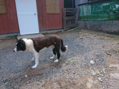 f:id:roukenhome-ann:20190817184947j:plain f:id:roukenhome-ann:20190817184947j:plain