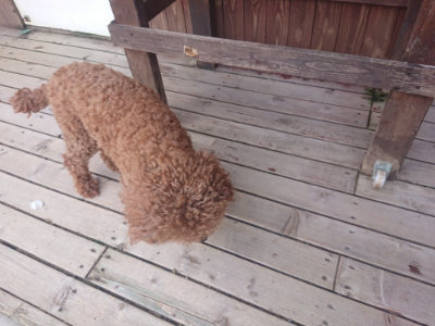 f:id:roukenhome-ann:20190817185123j:plain f:id:roukenhome-ann:20190817185123j:plain