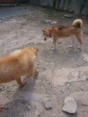 f:id:roukenhome-ann:20190817185230j:plain f:id:roukenhome-ann:20190817185230j:plain