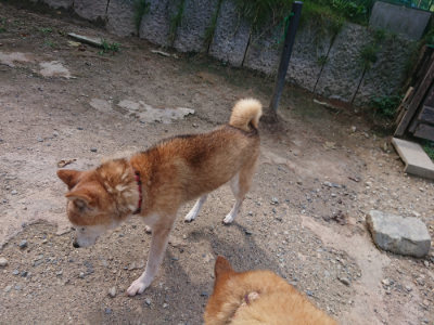 f:id:roukenhome-ann:20190817185237j:plain f:id:roukenhome-ann:20190817185237j:plain