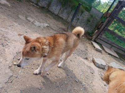 f:id:roukenhome-ann:20190817185245j:plain f:id:roukenhome-ann:20190817185245j:plain