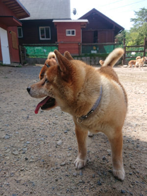 f:id:roukenhome-ann:20190817201658j:plain f:id:roukenhome-ann:20190817201658j:plain